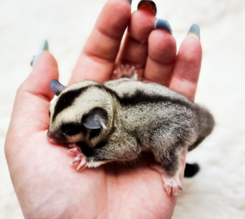 Ȯ�� �̹���