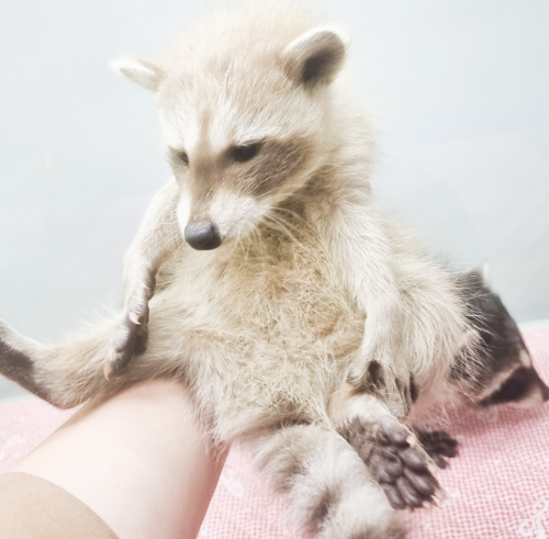 Ȯ�� �̹���