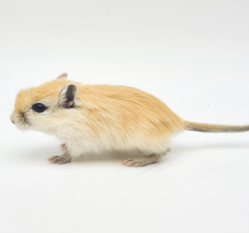 Ȯ�� �̹���