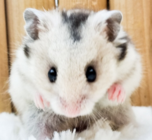 Ȯ�� �̹���