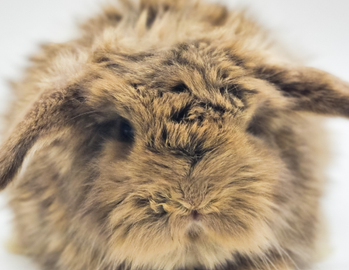 Ȯ�� �̹���