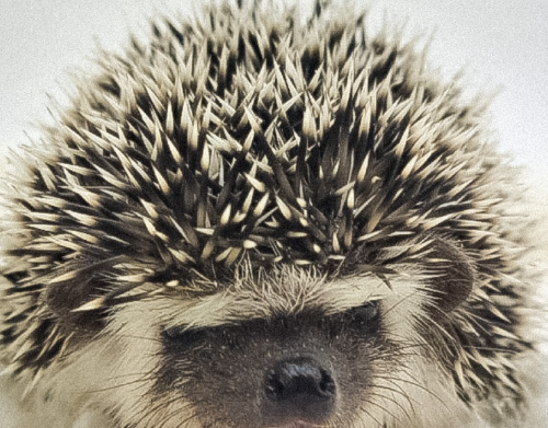 Ȯ�� �̹���