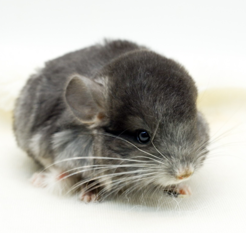 Ȯ�� �̹���