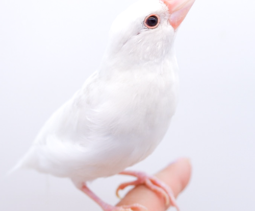 Ȯ�� �̹���
