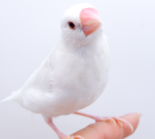 Ȯ�� �̹���