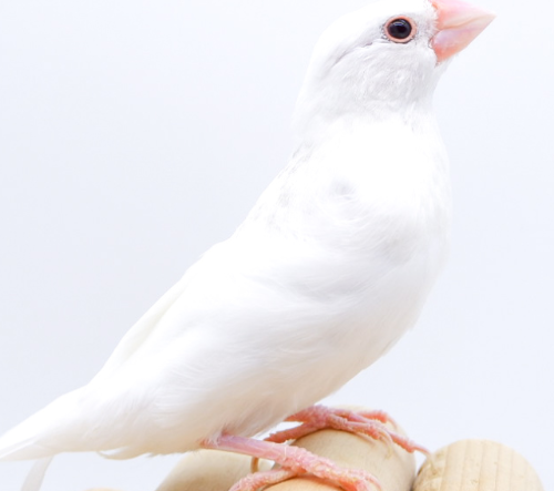 Ȯ�� �̹���