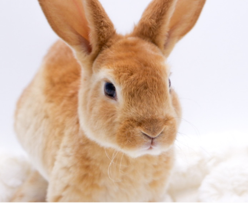 Ȯ�� �̹���