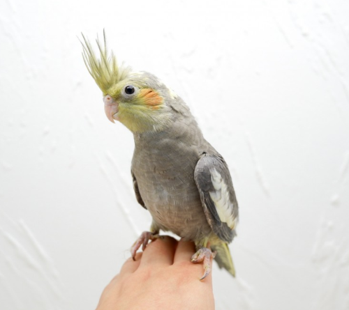 Ȯ�� �̹���