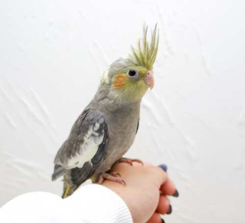 Ȯ�� �̹���
