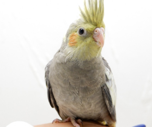 Ȯ�� �̹���
