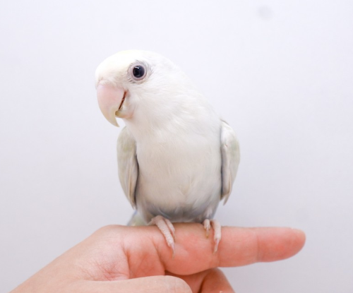 Ȯ�� �̹���