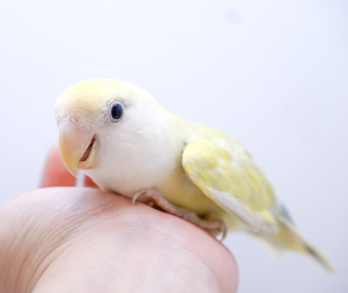 Ȯ�� �̹���