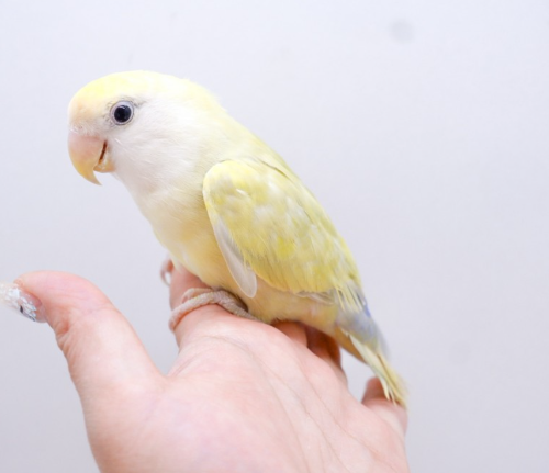 Ȯ�� �̹���