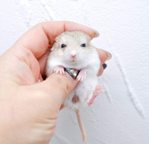 Ȯ�� �̹���