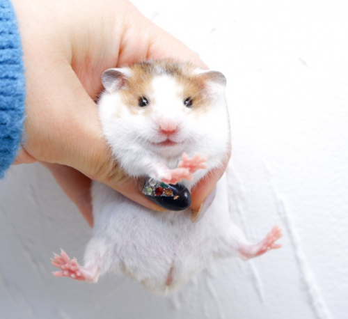 Ȯ�� �̹���