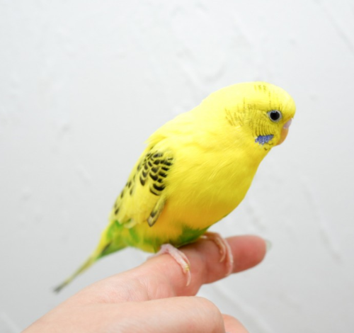 Ȯ�� �̹���