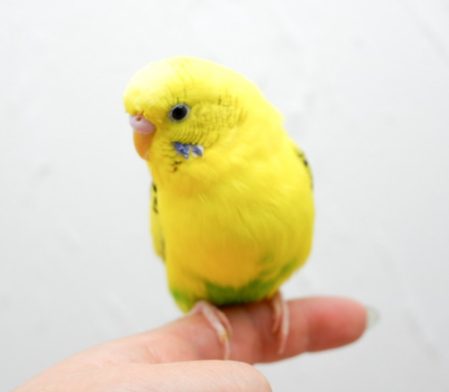 Ȯ�� �̹���