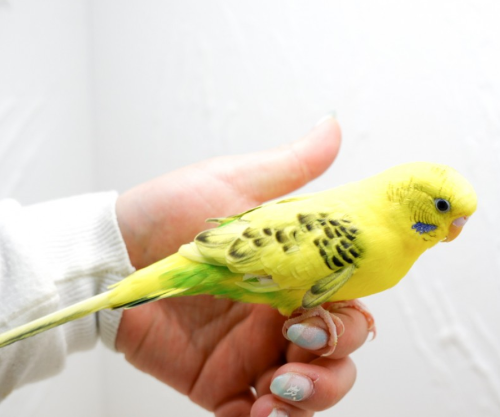 Ȯ�� �̹���