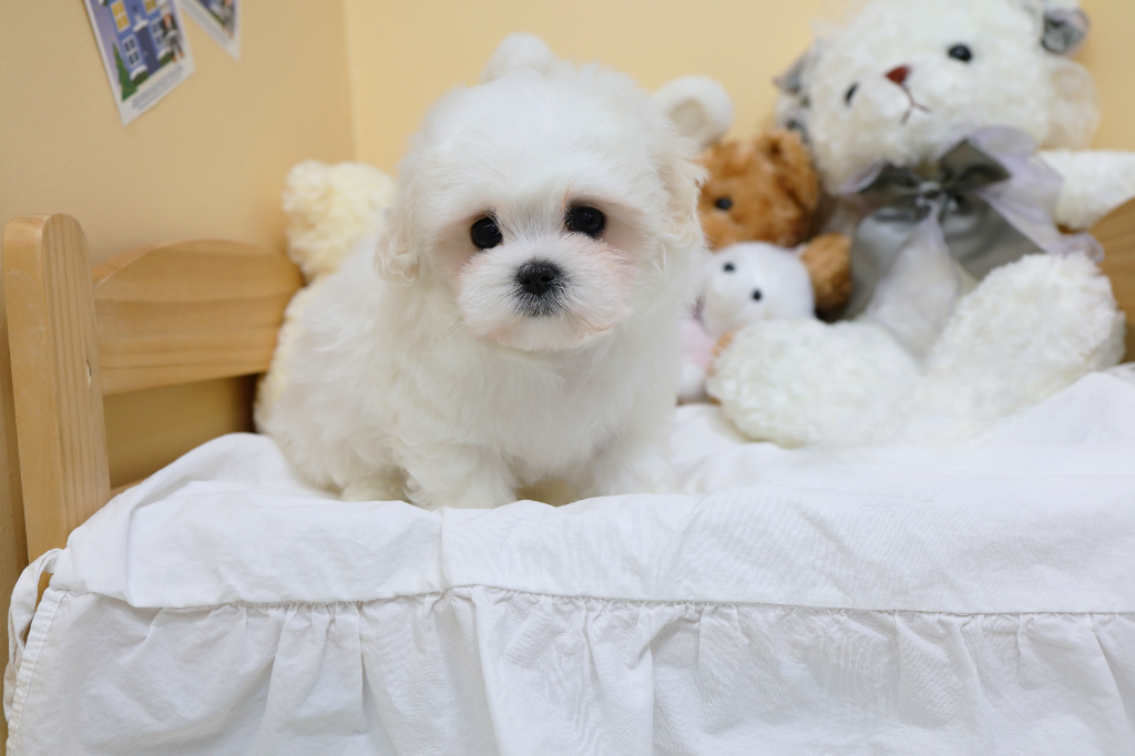 Ȯ�� �̹���