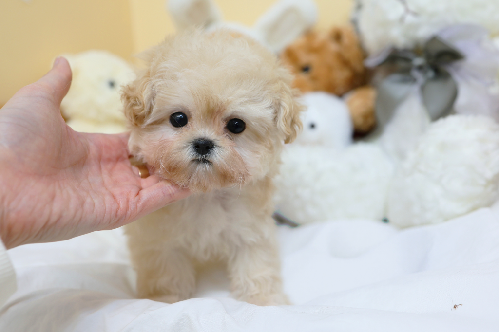 Ȯ�� �̹���