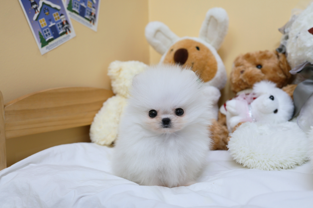 Ȯ�� �̹���