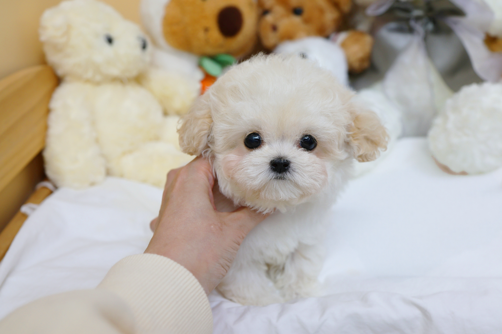 Ȯ�� �̹���