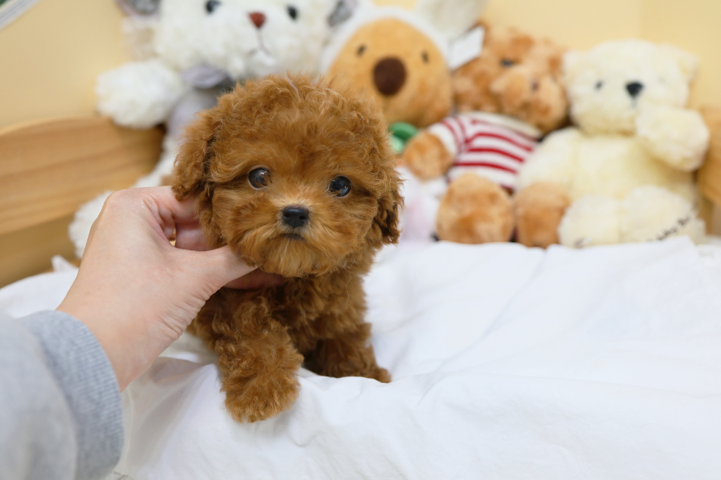 Ȯ�� �̹���