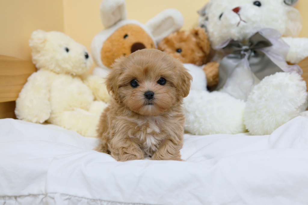 Ȯ�� �̹���