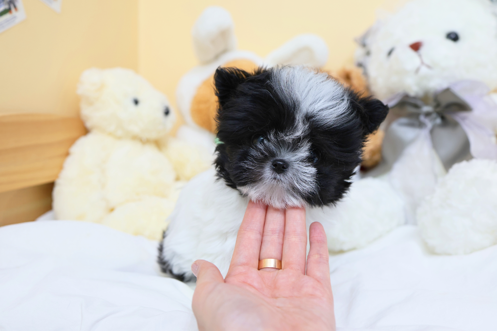 Ȯ�� �̹���