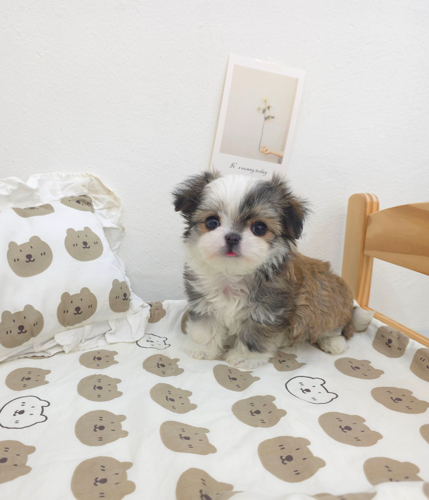 Ȯ�� �̹���