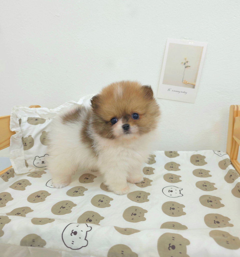 Ȯ�� �̹���