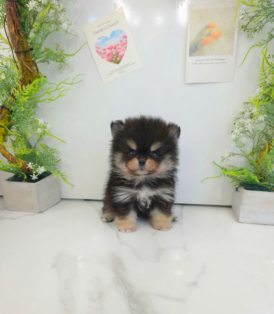 Ȯ�� �̹���