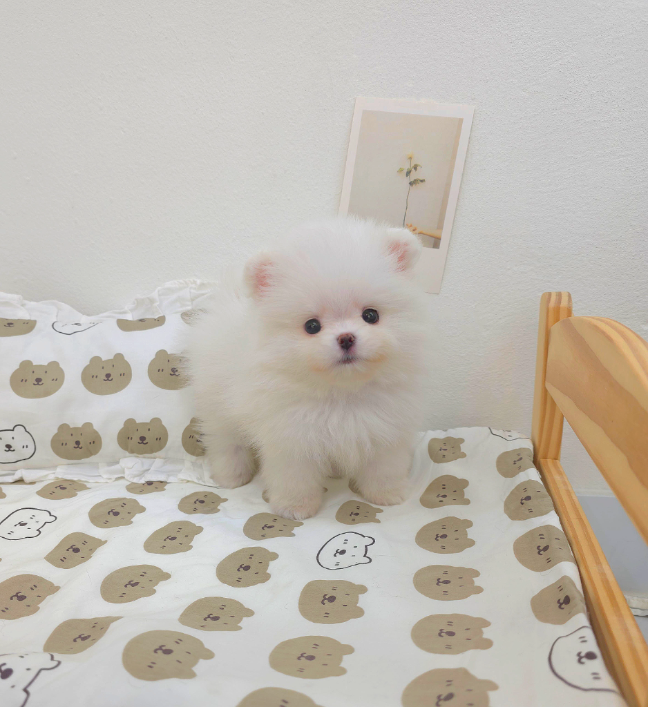 Ȯ�� �̹���