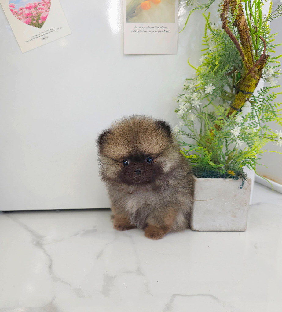 Ȯ�� �̹���