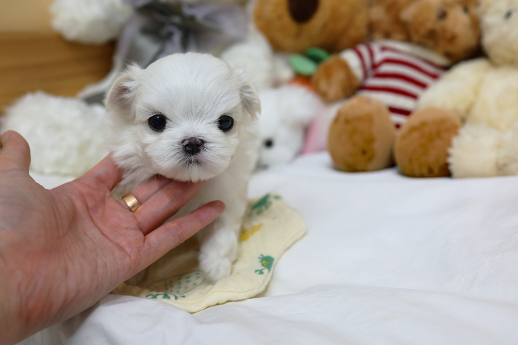 Ȯ�� �̹���