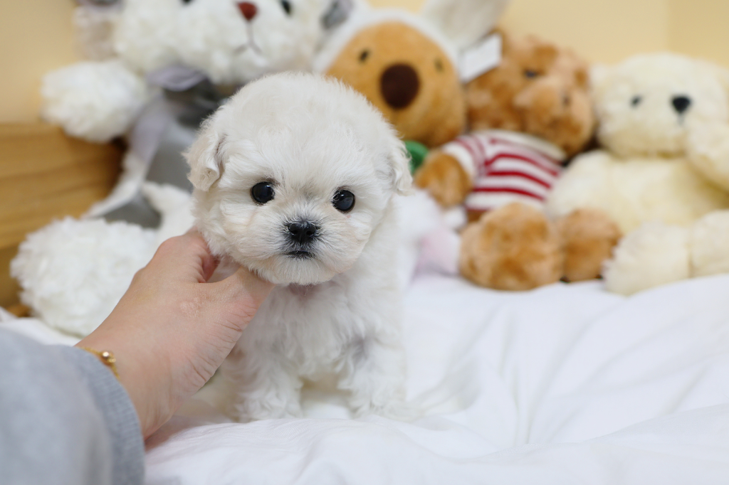 Ȯ�� �̹���