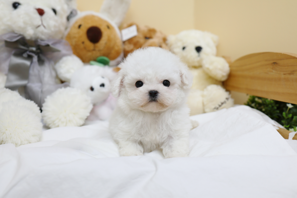 Ȯ�� �̹���