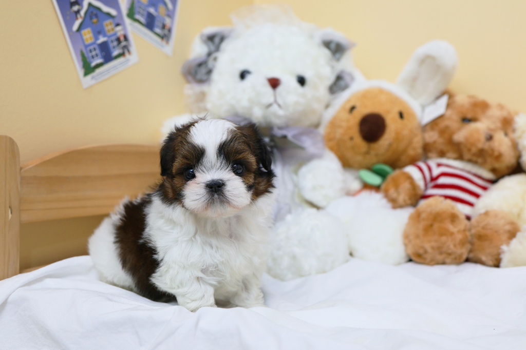 Ȯ�� �̹���