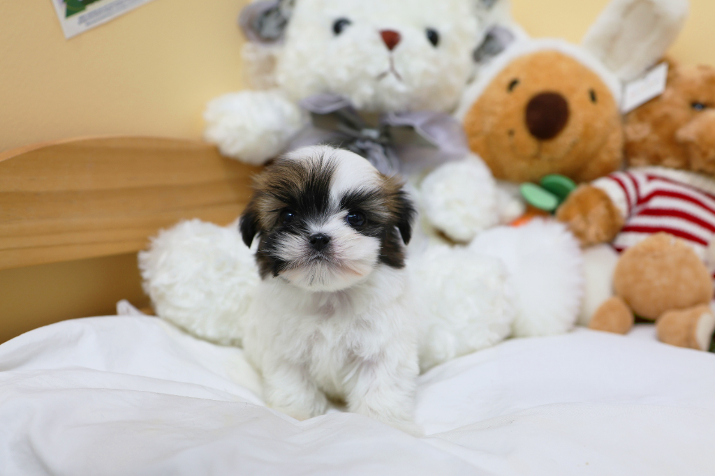 Ȯ�� �̹���