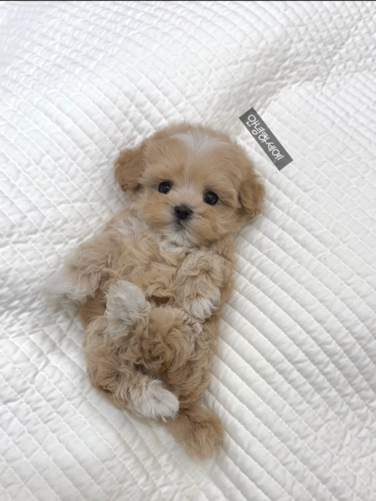 Ȯ�� �̹���