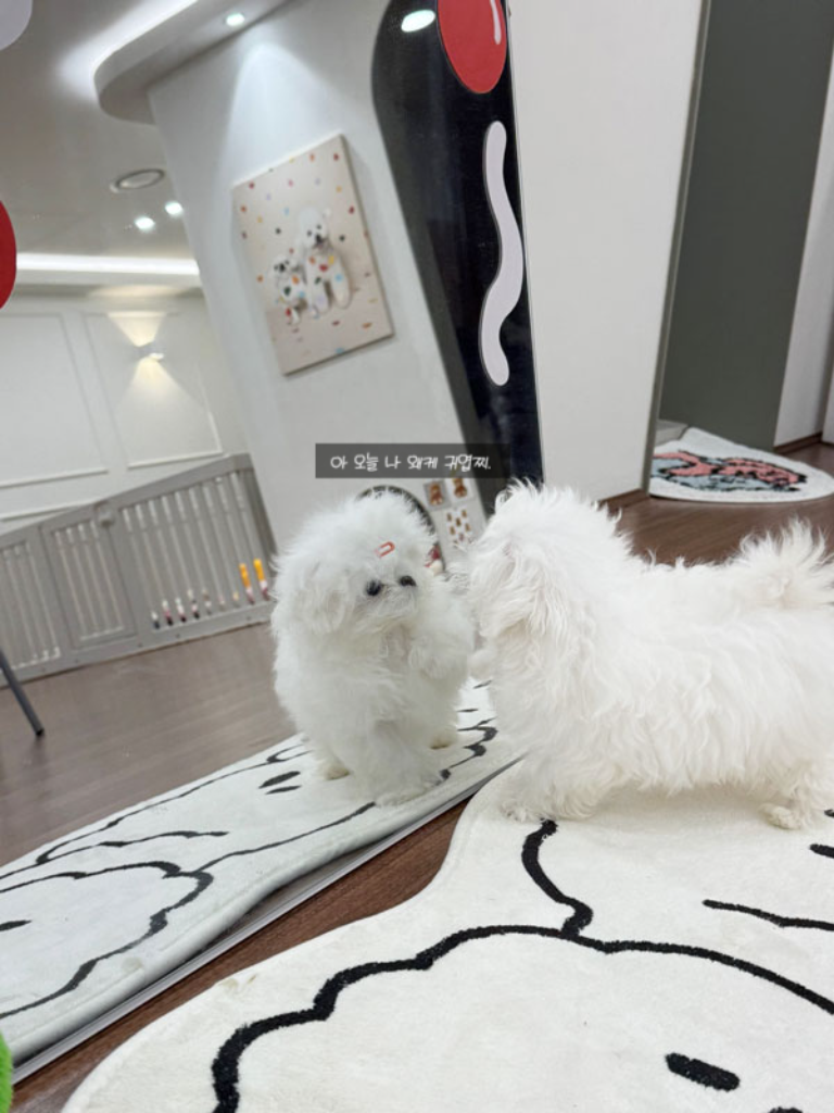 Ȯ�� �̹���