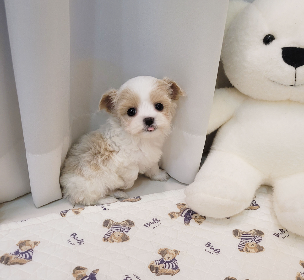 Ȯ�� �̹���