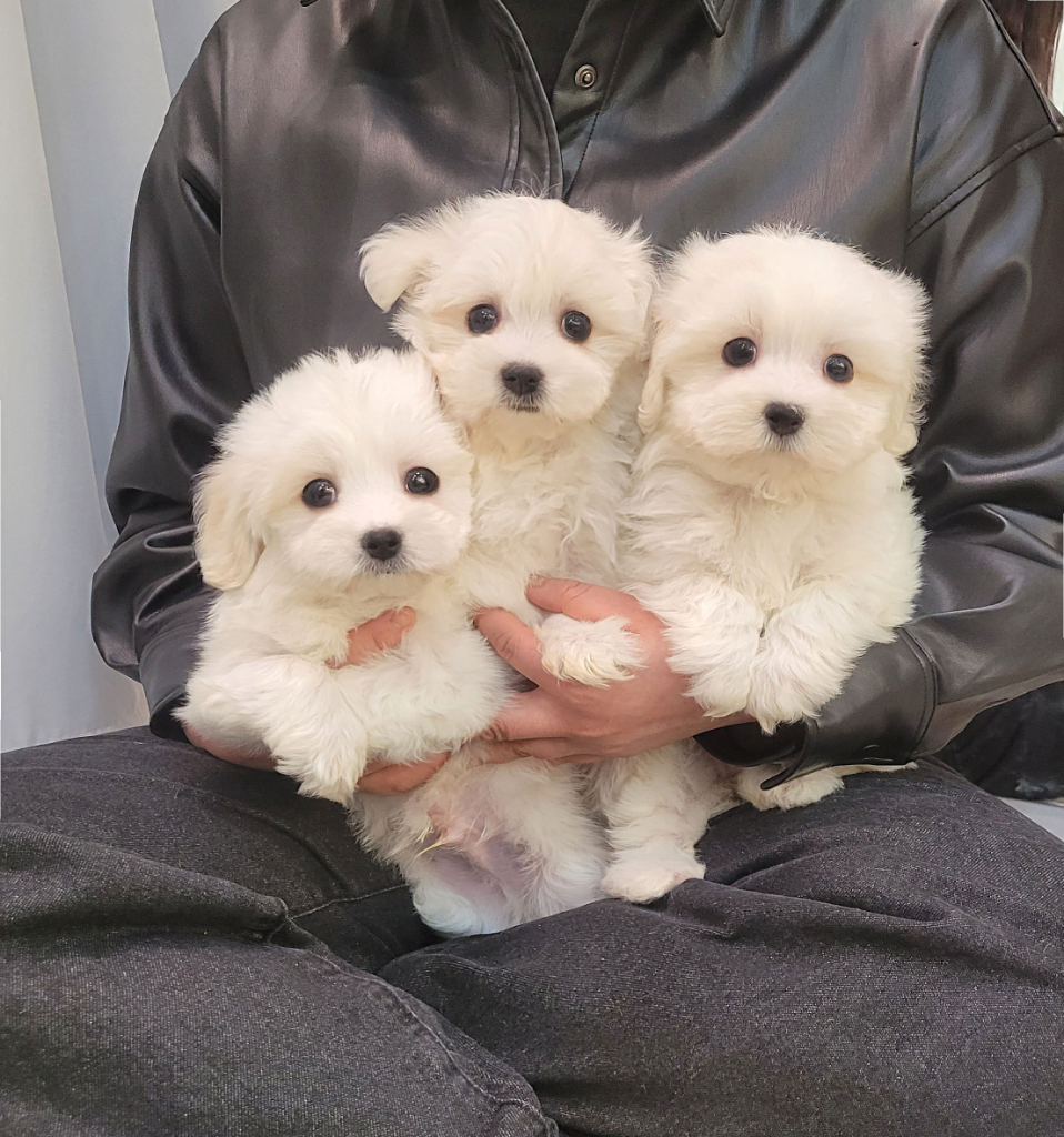 Ȯ�� �̹���