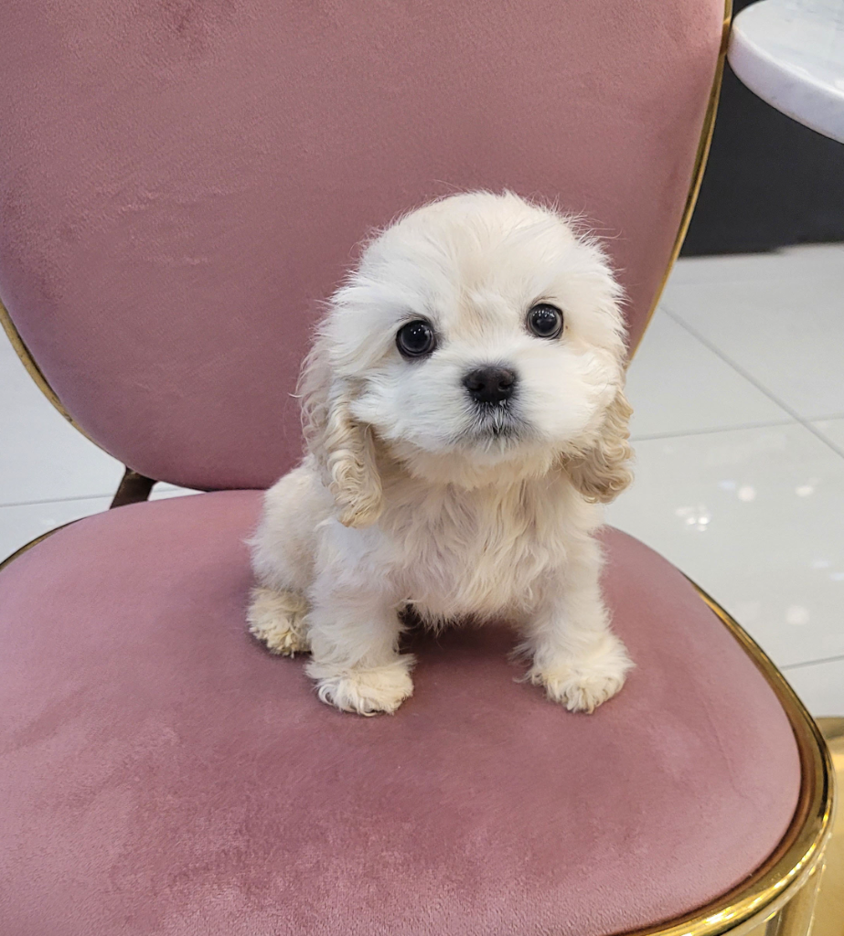 Ȯ�� �̹���