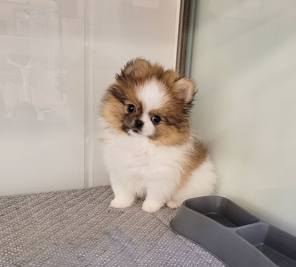 Ȯ�� �̹���