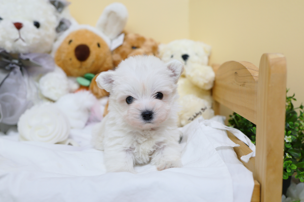 Ȯ�� �̹���