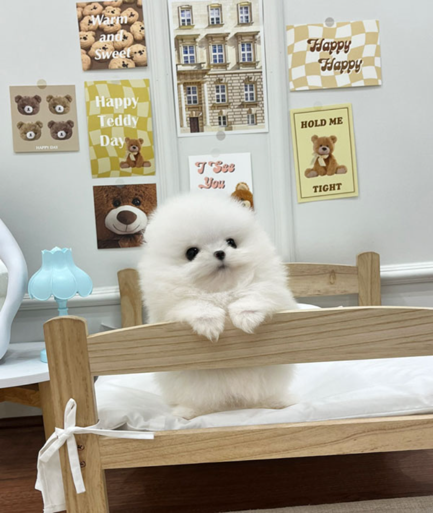 Ȯ�� �̹���