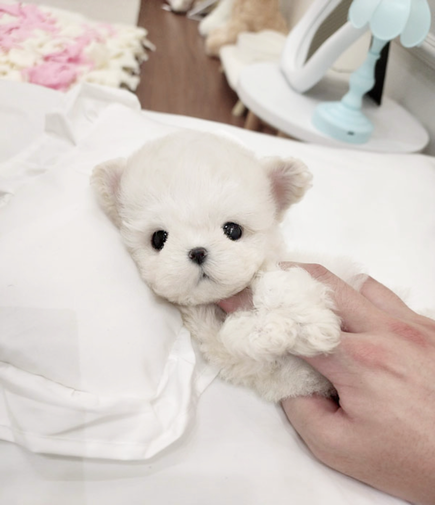 Ȯ�� �̹���