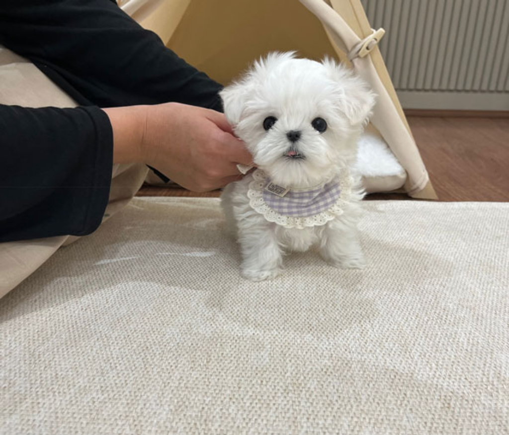 Ȯ�� �̹���