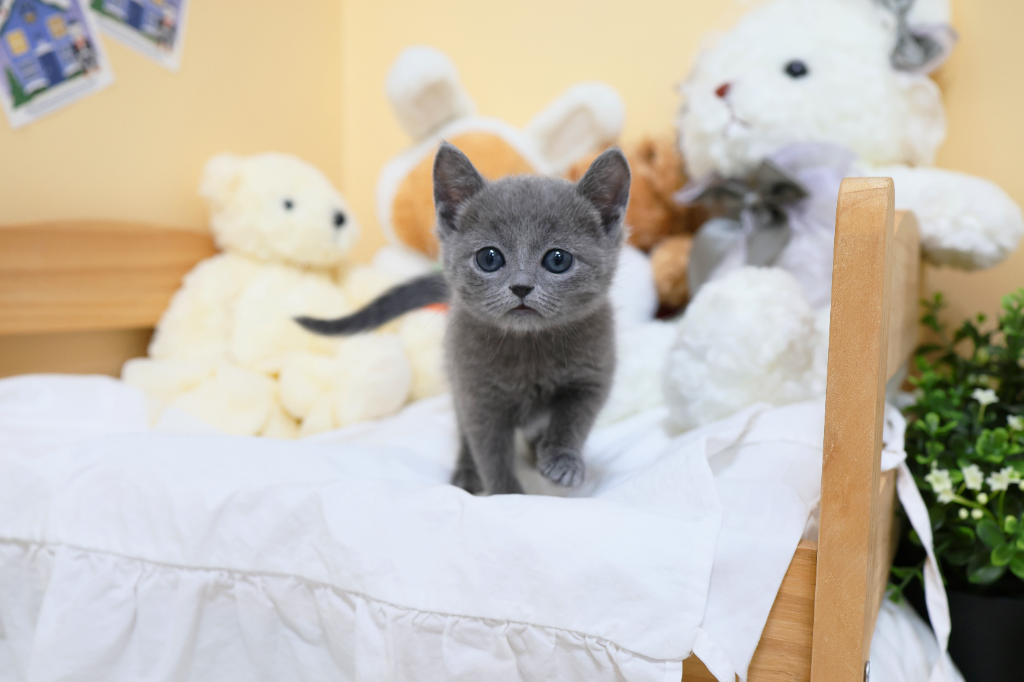 Ȯ�� �̹���